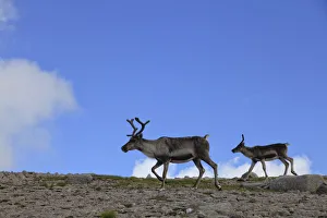 Reindeer (Rangifer tarandus) on upland plateau, Cairngorms National Park, Scotland Reindeer (Rangifer tarandus) on upland plateau, Cairngorms National Park, Scotland
