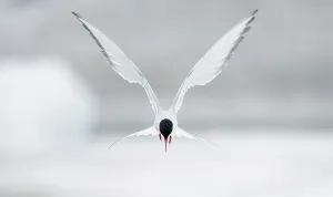 Calm Coast Prints: Arctic Tern Print: Hovering in Flight, Iceland