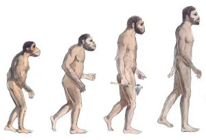 Prints of Illustration of human evolution from left to right Australopithecus afarensis, Australopithecus africanus, Homo erectus and Homo sapiens. Pencil and watercolor painting Miniopteridae Prints: Human Evolution Print: Australopithecus afarensis to Homo sapiens
