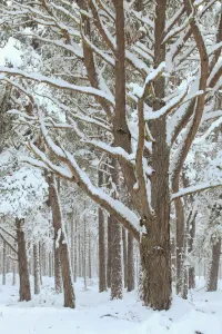 Scots Pine Forest Print, Winter Landscape in Cairngorms National Park