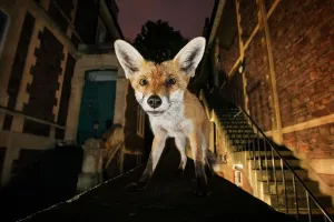 Young Urban Red Fox Print