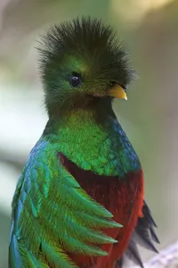 Resplendent quetzal (Pharomachrus mocinno), captive, Chiapas, southern Mexico Resplendent quetzal (Pharomachrus mocinno), captive, Chiapas, southern Mexico