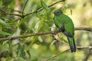 Resplendent quetzal (Pharomachrus mocinno) female, Talamanca mountains, Costa Rica Resplendent quetzal (Pharomachrus mocinno) female, Talamanca mountains, Costa Rica
