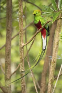 Resplendent quetzal (Pharomachrus mocinno) male, Talamanca mountains, Costa Rica Resplendent quetzal (Pharomachrus mocinno) male, Talamanca mountains, Costa Rica