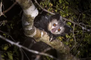 RF - Adult Aye-aye (Daubentonia madagascariensis) active in forest canopy at night RF - Adult Aye-aye (Daubentonia madagascariensis) active in forest canopy at night