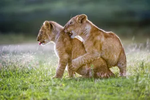 RF - African Lion cubs (Panthera leo) playing - age 4 months, Big Marsh, near Ndutu RF - African Lion cubs (Panthera leo) playing - age 4 months, Big Marsh, near Ndutu