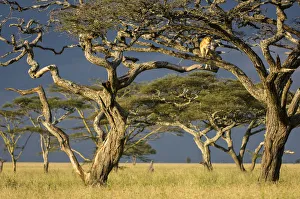 RF - African lioness (Panthera leo) using Umbrella acacia tree (Acacia tortillis RF - African lioness (Panthera leo) using Umbrella acacia tree (Acacia tortillis