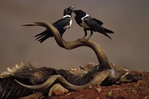 RF - African Pied Crow (Corvus albus) two perched on carcass of a Greater Kudu, (Tragelaphus) RF - African Pied Crow (Corvus albus) two perched on carcass of a Greater Kudu, (Tragelaphus)