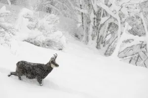 RF- Alpine chamois (Rupicapra rupicapra) in winter landscape during heavy snowfall RF- Alpine chamois (Rupicapra rupicapra) in winter landscape during heavy snowfall