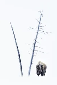 RF - American Bison (Bison bison) male in snow covered in frost, standing by dead trees RF - American Bison (Bison bison) male in snow covered in frost, standing by dead trees
