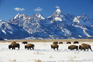 RF - American bisons (Bison bison) in Grand Teton National Park. winter. Wyoming, USA RF - American bisons (Bison bison) in Grand Teton National Park. winter. Wyoming, USA