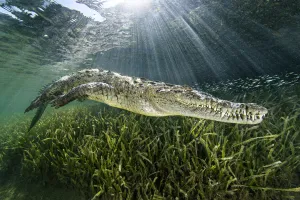 RF - American crocodile (Crocodylus acutus) swimming through sunrays RF - American crocodile (Crocodylus acutus) swimming through sunrays