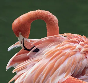 RF - American flamingo (Phoenicopterus ruber) preening feathers. Captive RF - American flamingo (Phoenicopterus ruber) preening feathers. Captive