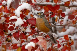 RF- American robin (Turdus migratorius) female feeding in Black hawthorn RF- American robin (Turdus migratorius) female feeding in Black hawthorn