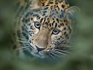 RF - Amur leopard (Panthera pardus orientalis) captive, occurs in northern China RF - Amur leopard (Panthera pardus orientalis) captive, occurs in northern China