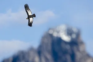 RF - Andean condor (Vultur gryphus) flying over Torres del Paine Massif. Torres del RF - Andean condor (Vultur gryphus) flying over Torres del Paine Massif. Torres del