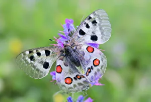 RF - Apollo butterfly (Parnassius apollo) nectaring on flower. North Tyrol, Austria RF - Apollo butterfly (Parnassius apollo) nectaring on flower. North Tyrol, Austria