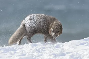 RF - Arctic fox (Alopex lagopus). Hornstrandir, Iceland. Blue colour morph in winter coat RF - Arctic fox (Alopex lagopus). Hornstrandir, Iceland. Blue colour morph in winter coat