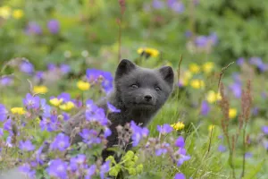 RF - Arctic fox cub (Alopex lagopus) amongst summer flowers, Hornvik, Westfjords RF - Arctic fox cub (Alopex lagopus) amongst summer flowers, Hornvik, Westfjords