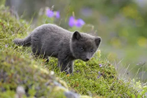 RF - Arctic fox cub (Alopex lagopus) at den. Hornvik, Hornstrandir, Westfjords, Iceland RF - Arctic fox cub (Alopex lagopus) at den. Hornvik, Hornstrandir, Westfjords, Iceland