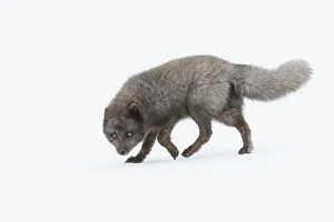 RF - Arctic fox (Vulpes lagopus) male, blue colour morph. Hornstrandir Nature Reserve, Iceland RF - Arctic fox (Vulpes lagopus) male, blue colour morph. Hornstrandir Nature Reserve, Iceland