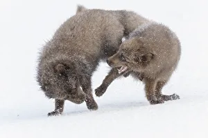 RF - Arctic foxes (Alopex lagopus) blue colour morphs in winter coat fighting RF - Arctic foxes (Alopex lagopus) blue colour morphs in winter coat fighting
