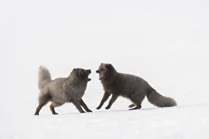 RF - Arctic foxes (Vulpes lagopus) interacting Blue colour morph. Hornstrandir Nature Reserve RF - Arctic foxes (Vulpes lagopus) interacting Blue colour morph. Hornstrandir Nature Reserve