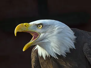 RF - Bald eagle (Haliaeetus leucocephalus) calling, captive, occurs in North America RF - Bald eagle (Haliaeetus leucocephalus) calling, captive, occurs in North America