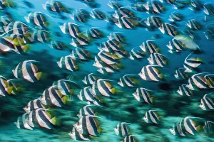 RF - Bannerfish (Heniochus diphreutes) schooling in coral reef. Long exposure. North Male Atoll RF - Bannerfish (Heniochus diphreutes) schooling in coral reef. Long exposure. North Male Atoll