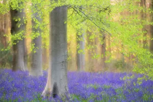 RF - Beech trees (Fagus sylvatica) and english bluebells (Hyacinthoides non-scripta) RF - Beech trees (Fagus sylvatica) and english bluebells (Hyacinthoides non-scripta)