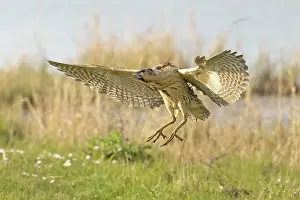 Bittern Bird Prints: RF - Bittern (Botaurus stellaris) landing on grass