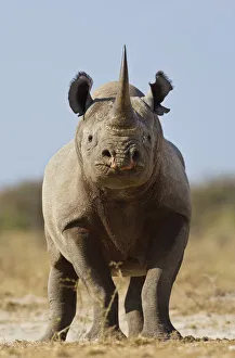 RF- Black rhinoceros (Diceros bicornis) looking threatening, Etosha National Park, Namibia, June RF- Black rhinoceros (Diceros bicornis) looking threatening, Etosha National Park, Namibia, June