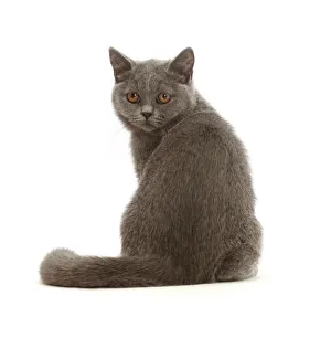 RF - Blue British Shorthair kitten, looking over shoulder RF - Blue British Shorthair kitten, looking over shoulder