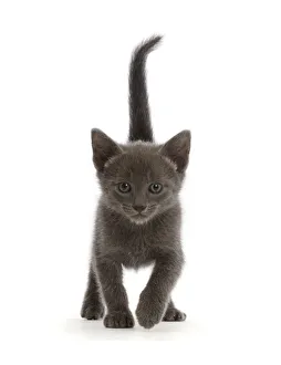 RF - Blue British shorthair kitten, walking RF - Blue British shorthair kitten, walking