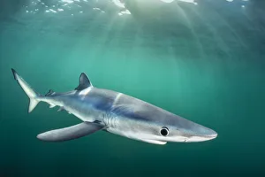 RF - Blue shark (Prionace glauca) cruises beneath the surface of the English Channel with RF - Blue shark (Prionace glauca) cruises beneath the surface of the English Channel with
