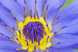 RF - Blue waterlily (Nymphaea caerulea) close up into centre of flower. Occurs in Africa and Asia RF - Blue waterlily (Nymphaea caerulea) close up into centre of flower. Occurs in Africa and Asia