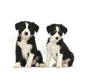 RF- Border Collie puppies, age 6 weeks RF- Border Collie puppies, age 6 weeks