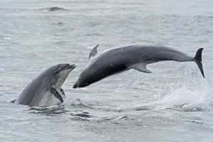 RF - Bottlenose dolphins (Tursiops truncatus) porpoising, Chanonry Point, Moray Firth RF - Bottlenose dolphins (Tursiops truncatus) porpoising, Chanonry Point, Moray Firth