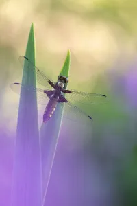RF - Broad-bodied chaser dragonfly (Libellula depressa) resting on reeds. Cornwall, England, UK. May RF - Broad-bodied chaser dragonfly (Libellula depressa) resting on reeds. Cornwall, England, UK. May