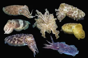RF - Broadclub cuttlefish (Sepia latimanus) composite image showing variation of colour and shape, on black background RF - Broadclub cuttlefish (Sepia latimanus) composite image showing variation of colour and shape, on black background