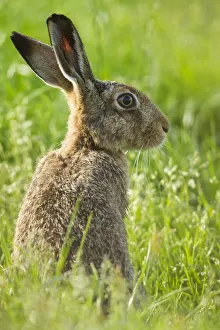 RF - Brown hare (Lepus europaeus) adult in arable field, Scotland, UK, August RF - Brown hare (Lepus europaeus) adult in arable field, Scotland, UK, August