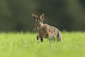 RF - Brown Hare (Lepus europaeus) running through field of grass , Scotland, UK.May RF - Brown Hare (Lepus europaeus) running through field of grass , Scotland, UK.May