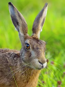 RF - Brown hare (Lepus europaeus) head portrait, Norfolk, UK. August. (This image may be licensed either as rights) RF - Brown hare (Lepus europaeus) head portrait, Norfolk, UK. August. (This image may be licensed either as rights)