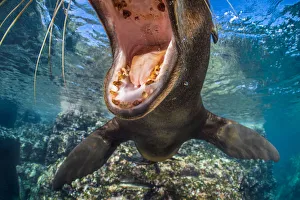 RF - California sea lion (Zalophus californianus) with mouth open close to the camera RF - California sea lion (Zalophus californianus) with mouth open close to the camera