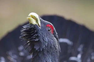 RF- Capercaillie (Tetrao urogallus) male displaying, Inshriach, Cairngorms National Park RF- Capercaillie (Tetrao urogallus) male displaying, Inshriach, Cairngorms National Park