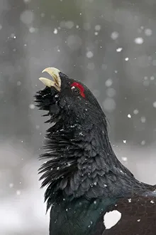 Popular themes/wild wonders europe 2/rf capercaillie tetrao urogallus Popular themes/wild wonders europe 2/rf capercaillie tetrao urogallus