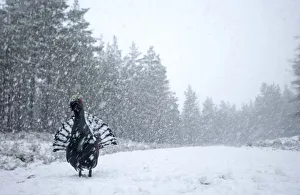 RF- Capercaillie (Tetrao urogallus) male displaying in heavy snowfall, Cairngorms National Park RF- Capercaillie (Tetrao urogallus) male displaying in heavy snowfall, Cairngorms National Park