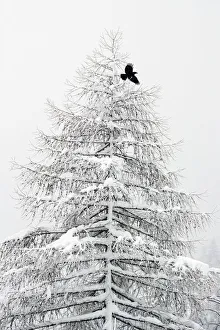 RF- Carrion crow (Corvus corone) flying from a snow covered pine tree in a winter landscape RF- Carrion crow (Corvus corone) flying from a snow covered pine tree in a winter landscape