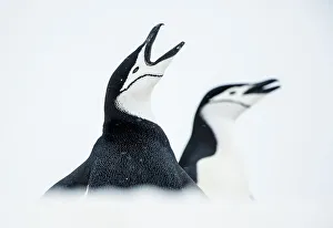 RF - Chinstrap Penguins (Pygoscelis antarcticus) once calling, South Shetland Islands RF - Chinstrap Penguins (Pygoscelis antarcticus) once calling, South Shetland Islands
