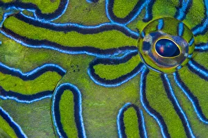 RF - Close up detail of the eye and skin pattern of a Giant hawkfish (Cirrhitus rivulatus RF - Close up detail of the eye and skin pattern of a Giant hawkfish (Cirrhitus rivulatus